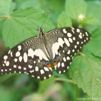 Papilio demoleus Linnaeus, 1758